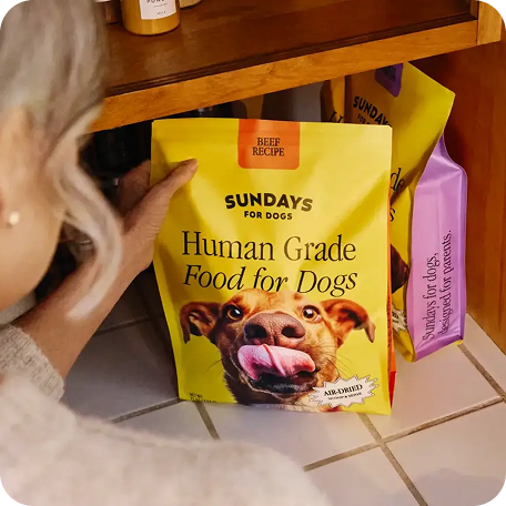 Sundays for Dogs case study visual